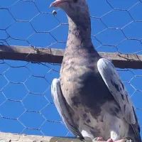 کوهی سرول نامور|پرنده|شراء, |دیوار