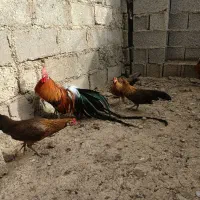 تخم مرغ فونیکس|حیوانات مزرعه|شفت, |دیوار