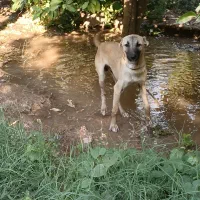 سگ نگهبان