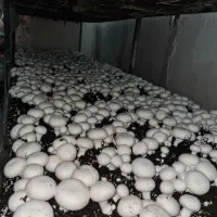 اجاره سالن قارچ مکانیزه|اجارهٔ دفتر صنعتی، کشاورزی، تجاری|رباطکریم, رباطکریم|دیوار