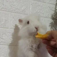 خرگوش لوپ آنغوره|موش و خرگوش|کرمان, |دیوار