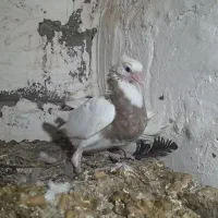 کبوتر طوقی|پرنده|علیآباد کتول, |دیوار