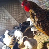 فروش انواع مرغ های گوشتی