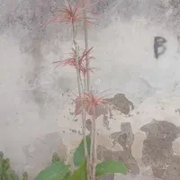 گل سانسوریا