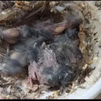 فنچ|پرنده|بندرعباس, |دیوار