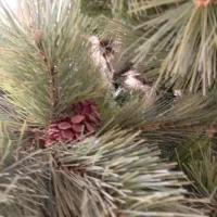 درختچه ی کاج سالم و زیبا|گل مصنوعی|مشهد, طلاب|دیوار