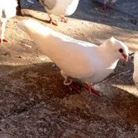 کبوتر