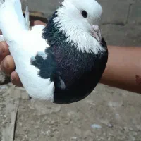 کبوتر|پرنده|شادگان, |دیوار