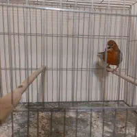 قناری آگات سرخ اورجینال