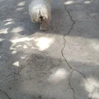 سگ پاکوتا نر
