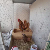 مرغ وخروس سبرایت گلد