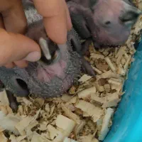 جفت مولد آمازون|پرنده|تهران, گلستان (شهرک راه آهن)|دیوار