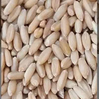 ۲۰ تن گندم بوجاری شده نو