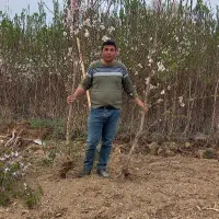 فروش نهال های پایه رویشی|خدمات باغبانی و درختکاری|همدان, |دیوار