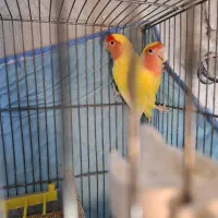 جفت برزیلی مولد|پرنده|قائمشهر, |دیوار