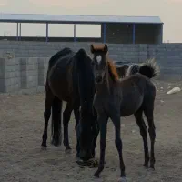 پانسیون اسب