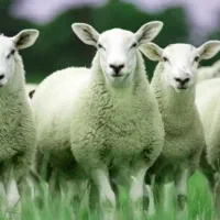 عرضه گوسفند زنده شبانه روز تمام نقاط تهران