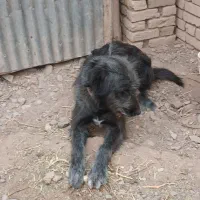 قدرجانی|سگ|قزوین, |دیوار