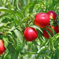 شلیل های معروف با اصالت