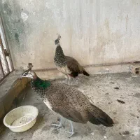 طاووس ۵ ماهه