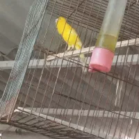 قناری سالم خوش رنگ|پرنده|بوشهر, |دیوار