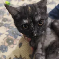 گربه اسکاتیش|گربه|بومهن, |دیوار