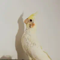 عروس هلندی چشم قرمز