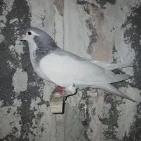 کفتر|پرنده|مشهد, کوشک مهدی|دیوار