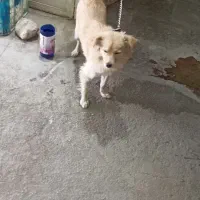 حیوان خانگی|سگ|جهرم, |دیوار