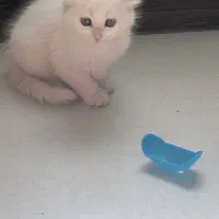 گربه پرشین نر ۲ماهه|گربه|اهواز, کیانپارس |دیوار