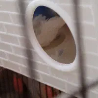 جفت مرغ عشق مولد