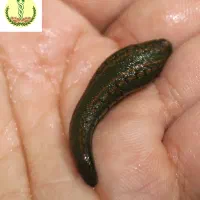 زالو طبی گیرا