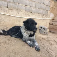 سگ گله ای