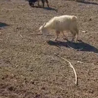 گوسفند داشتی بز