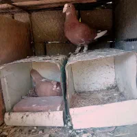 جفت گلی پلنگ کرمانی