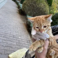 واگذاری رایگان بچه گربه|گربه|تهران, قیطریه|دیوار