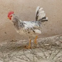 خروس گلین