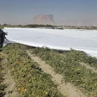 کاور (فوم)کشاورزی|عمده‌فروشی|دهرم, |دیوار