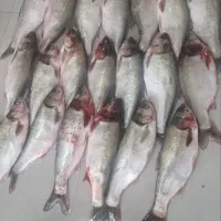 ماهی فقط۳۳۰هزارمیدان قمسال مرغ وماهی علیلو