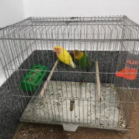 پرنده طوطی برزیلی