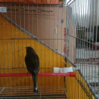 سه عدد قناری قورولتی|پرنده|اردبیل, |دیوار