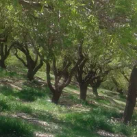 باغ کشاورزی محدوده پل زمانخان|فروش دفتر صنعتی، کشاورزی، تجاری|خمینی‌شهر, |دیوار