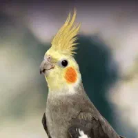 عروس هلندی یا عروس پاریس سینامون|پرنده|اهواز, شهرک دانشگاه|دیوار