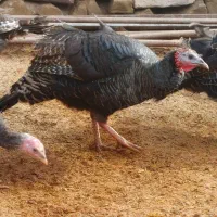 بوقلمون نر و ماده|حیوانات مزرعه|چناران, |دیوار