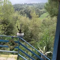 خونه-ویلایی-لاهیجان-معاوضه-با-ماشین