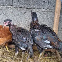 مرغ لاری نیمچه