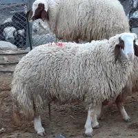 ورن سنجابی|حیوانات مزرعه|چوار, |دیوار