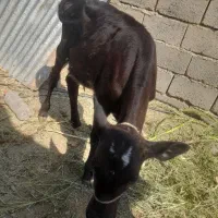 گوساله فروشی|حیوانات مزرعه|ارزوئیه, |دیوار