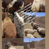 گوسفند شیشک بره ماده و بزغاله 249