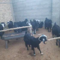 بز و کولار و کهره نر چاق تخت|حیوانات مزرعه|مرودشت, ده بید|دیوار